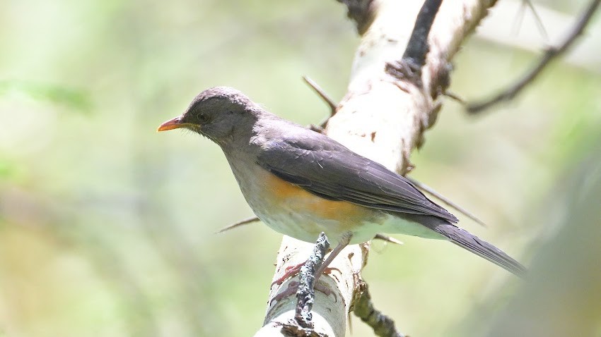 African Thrush - ML623454641