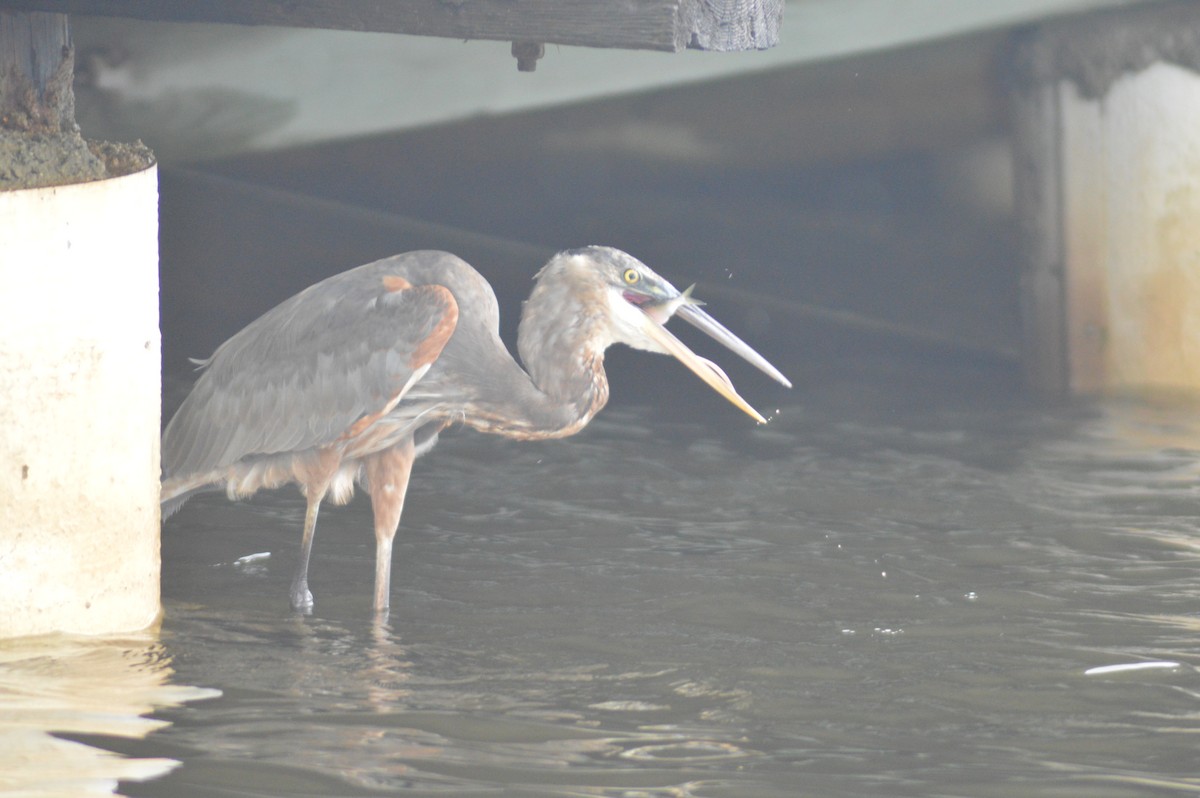 Great Blue Heron - ML623454648