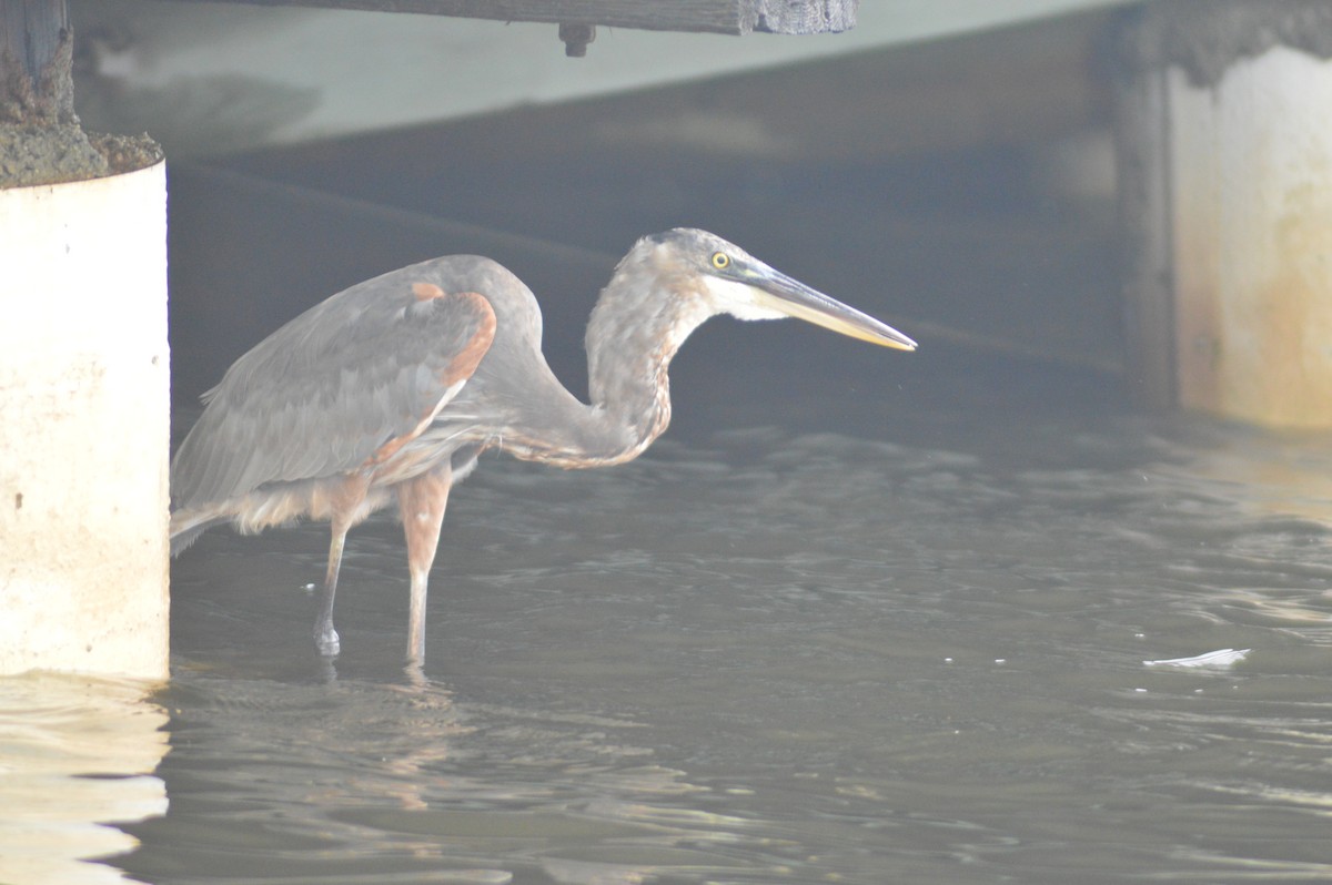 Great Blue Heron - ML623454664