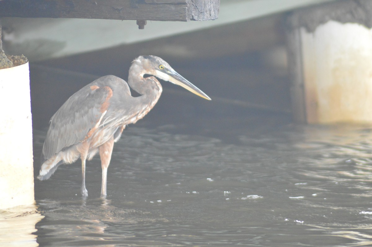 Great Blue Heron - ML623454679