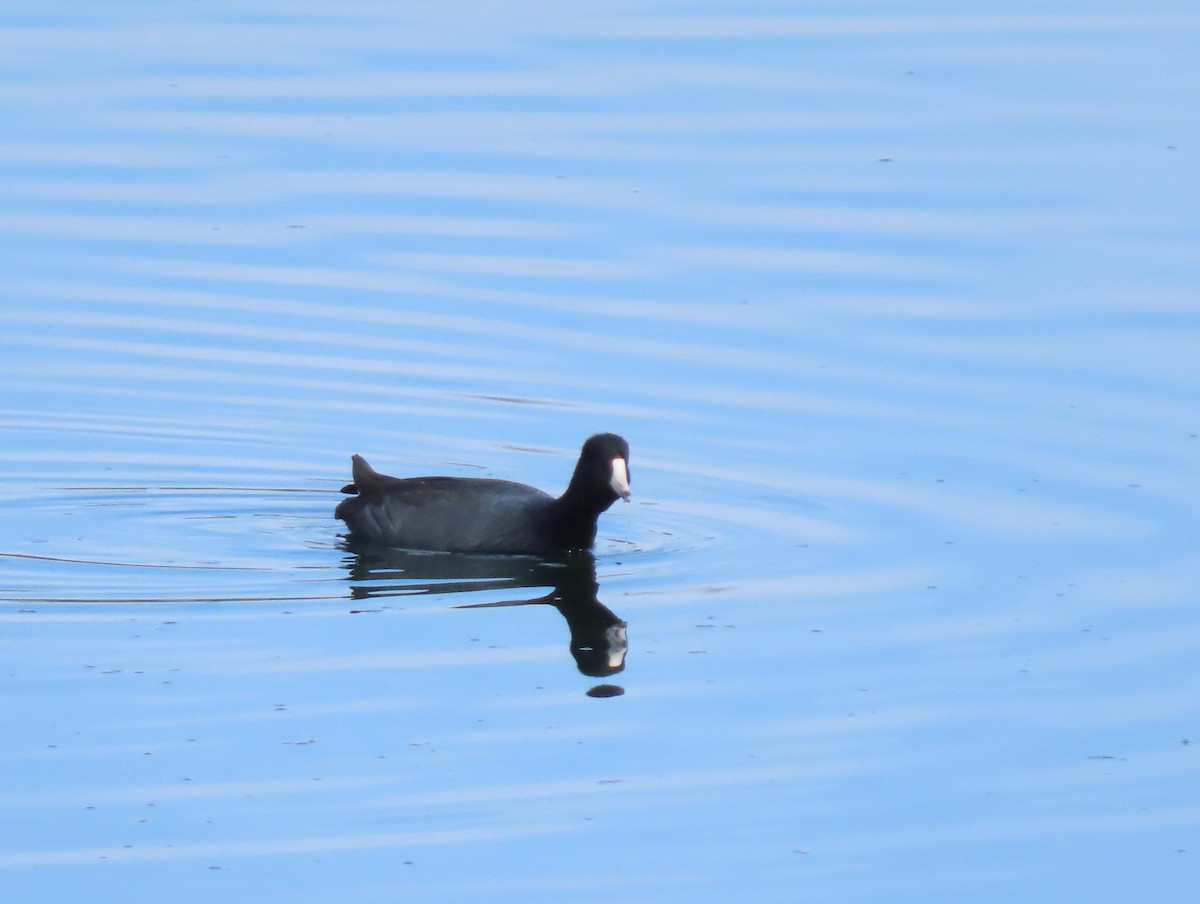 American Coot - ML623454693