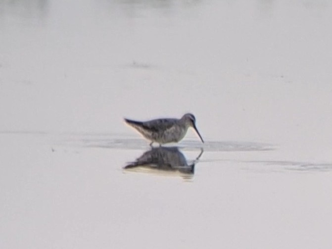 Stilt Sandpiper - ML623454699