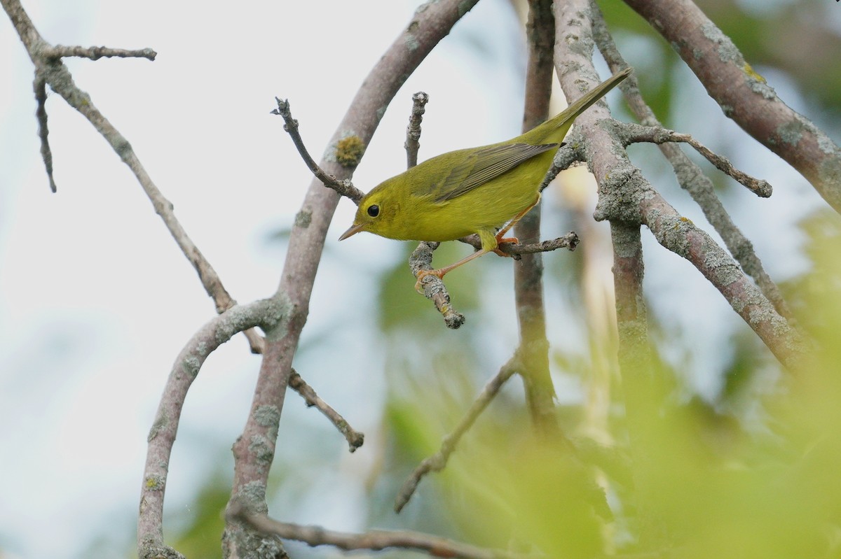 Wilson's Warbler - ML623454708