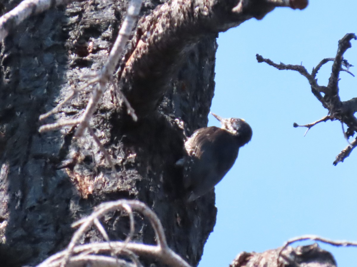 Black-backed Woodpecker - ML623454756