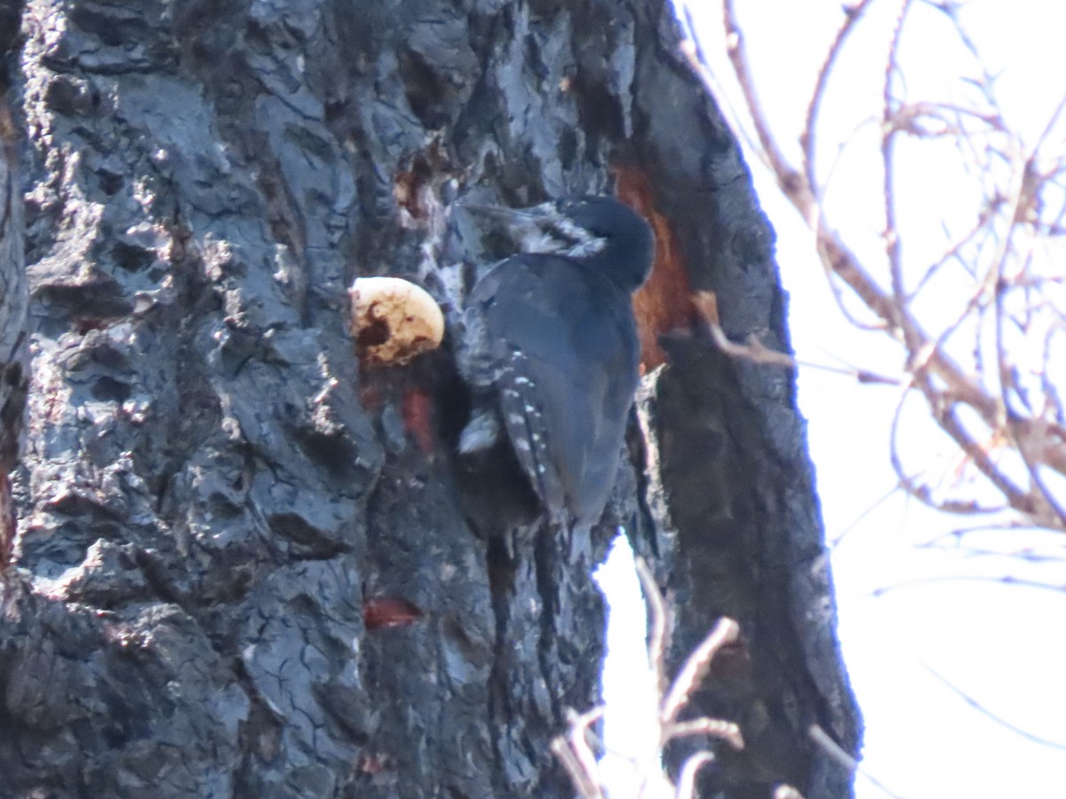 Black-backed Woodpecker - ML623454757