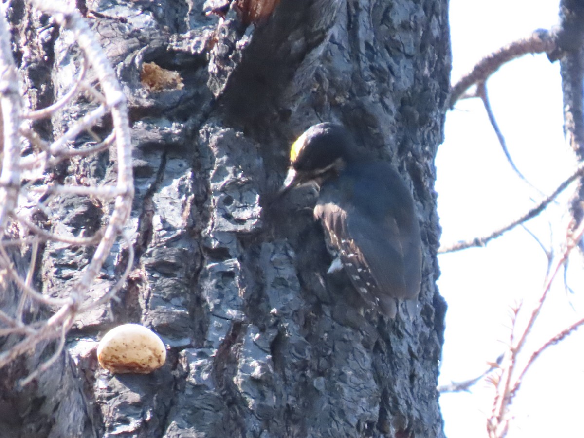 Black-backed Woodpecker - ML623454758