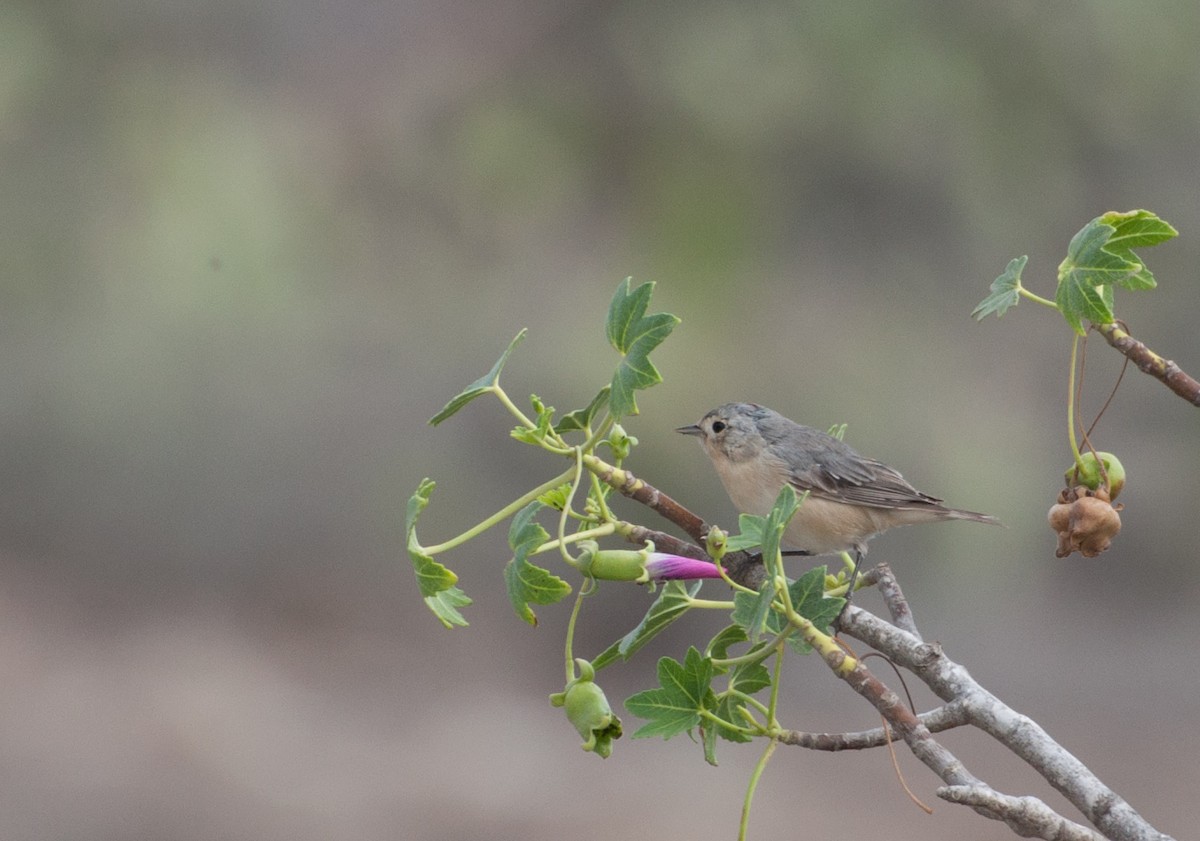 Lucy's Warbler - ML623454791