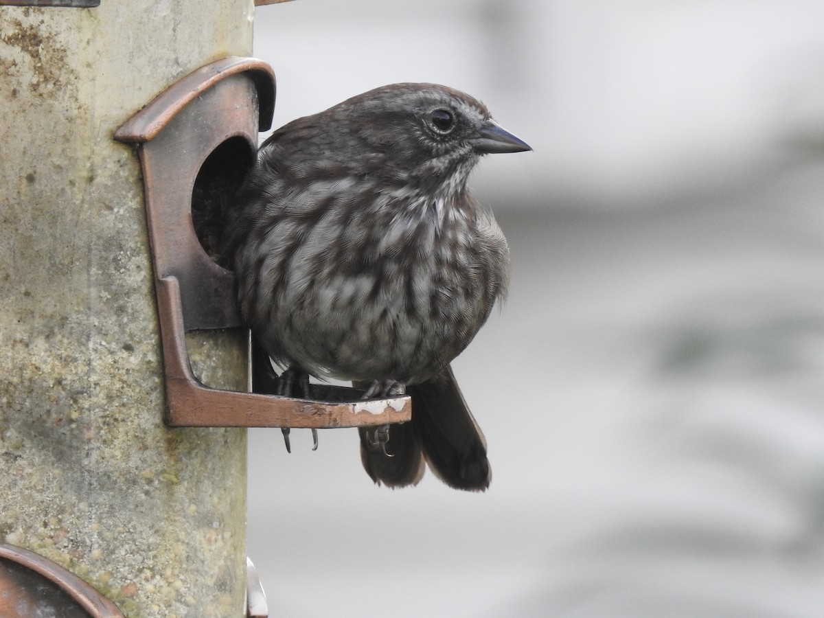 Song Sparrow - ML623454796