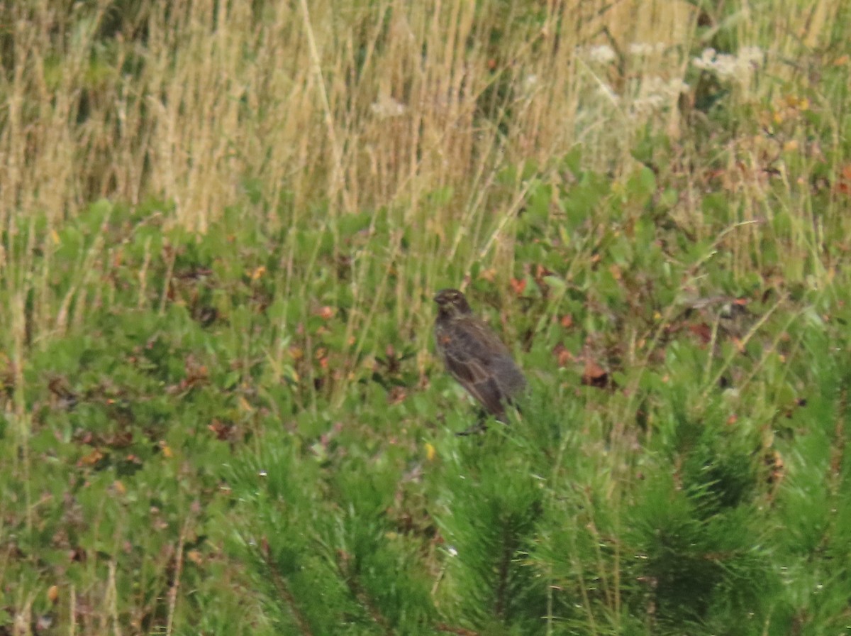 Red-winged Blackbird - ML623454816