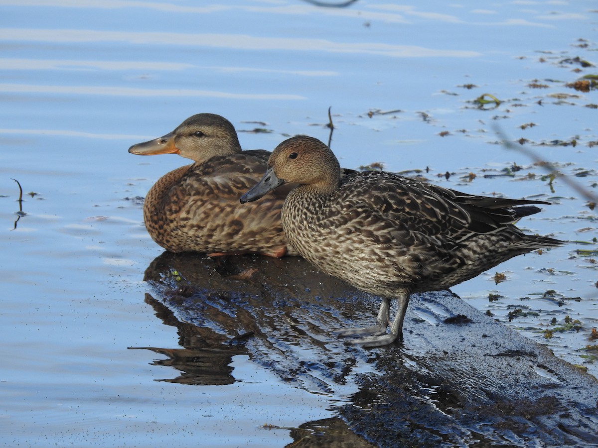 Northern Pintail - Victoria Vosburg