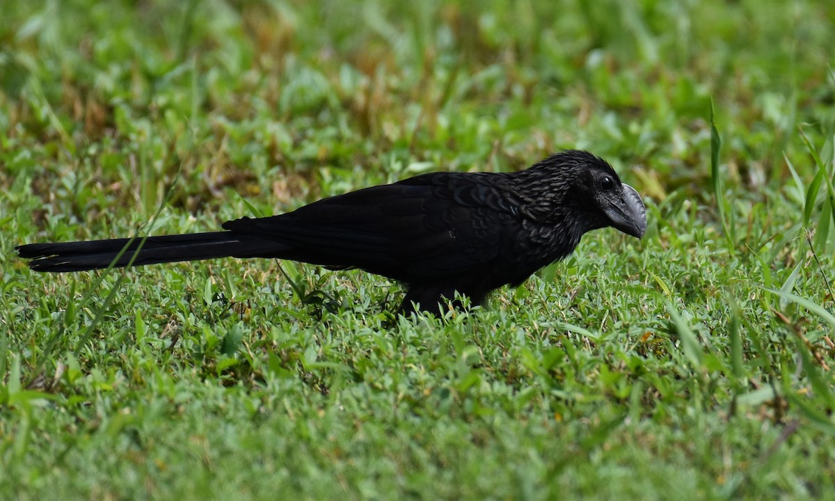 Smooth-billed Ani - ML623454843