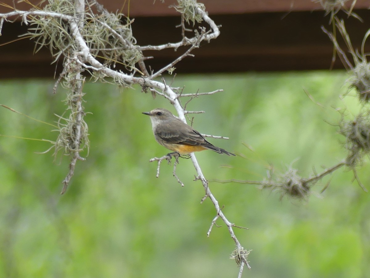 Vermilion Flycatcher - ML623454846