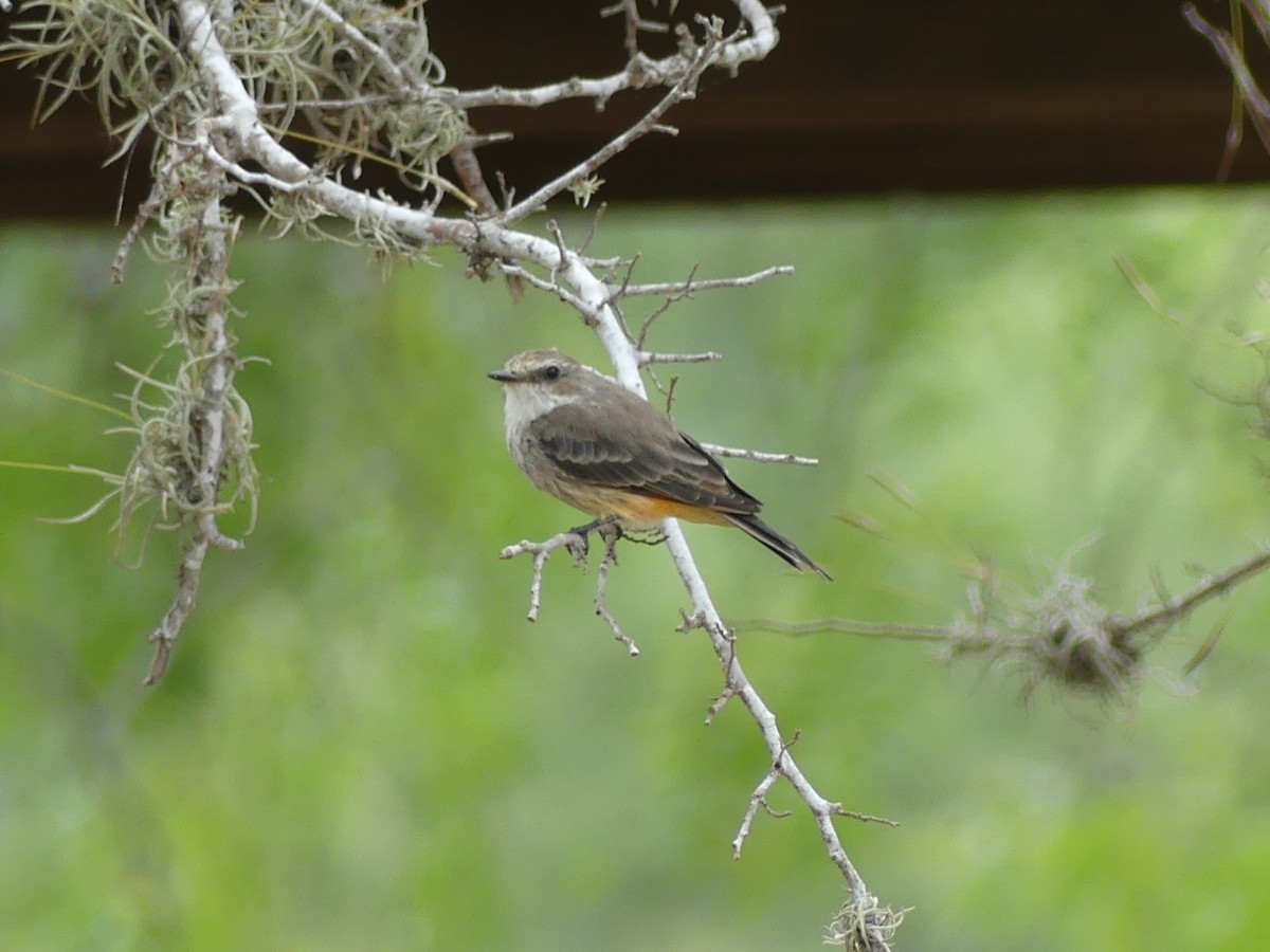 Vermilion Flycatcher - ML623454847