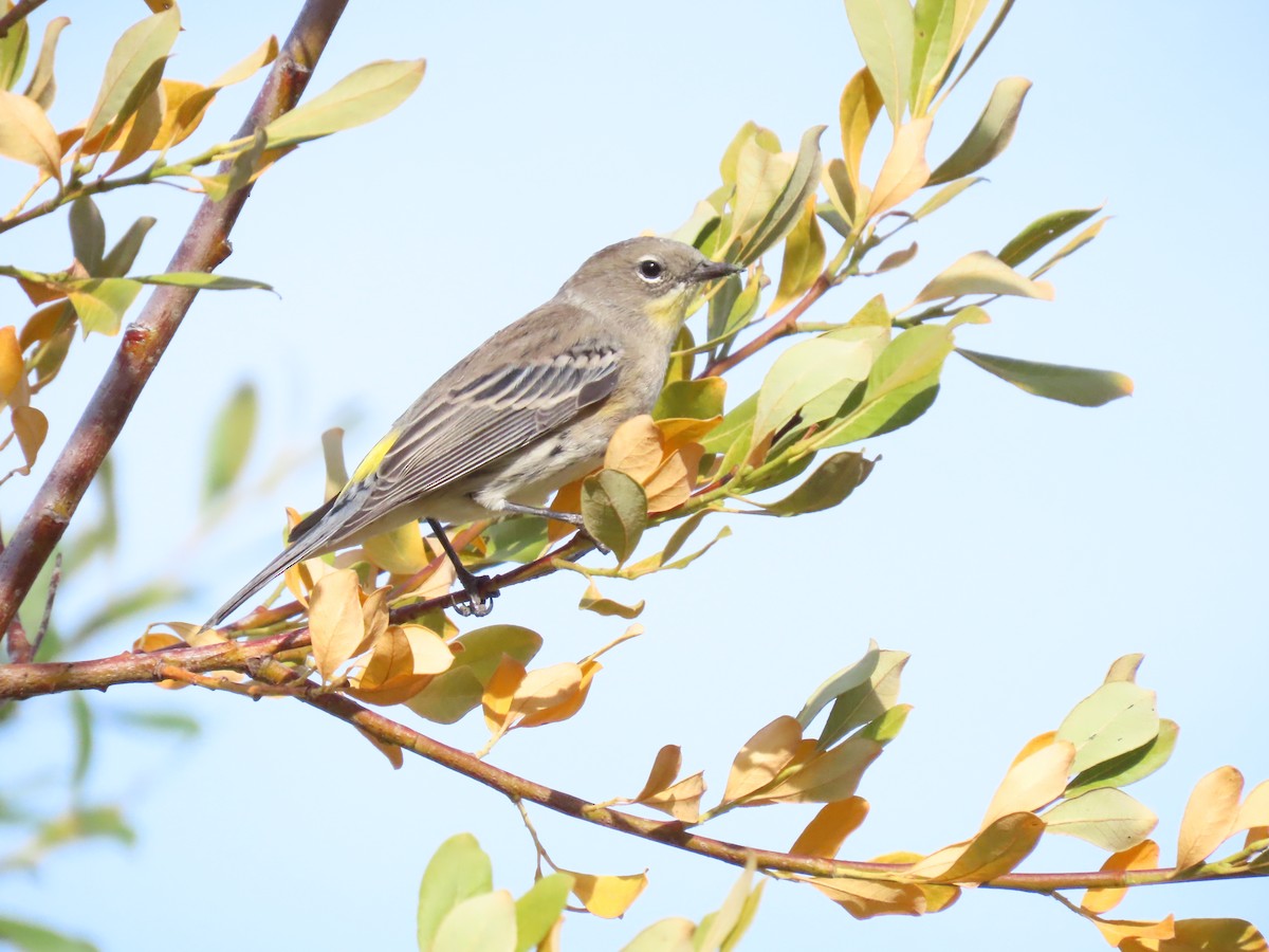 Yellow-rumped Warbler - ML623454903