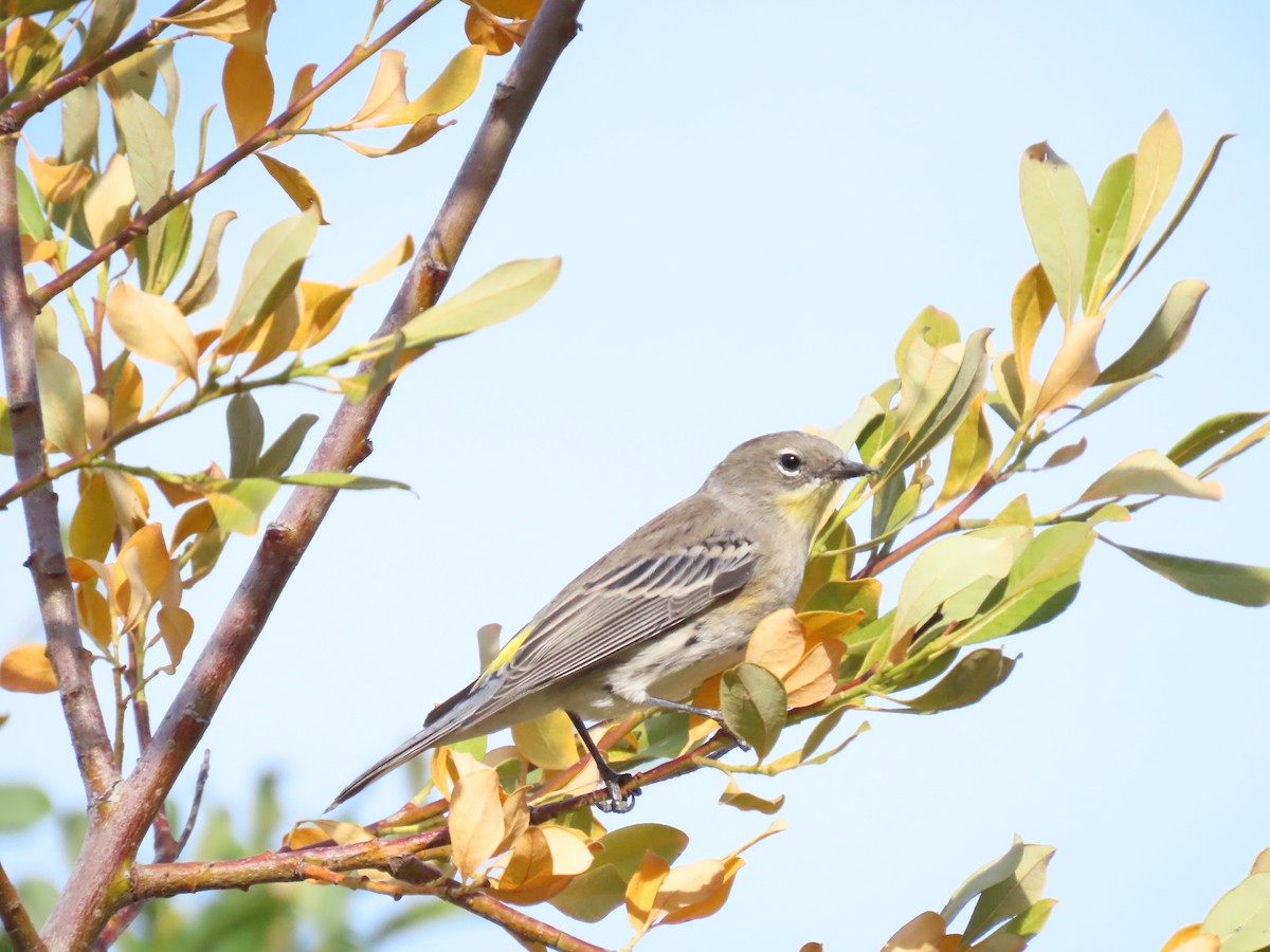 Yellow-rumped Warbler - ML623454904