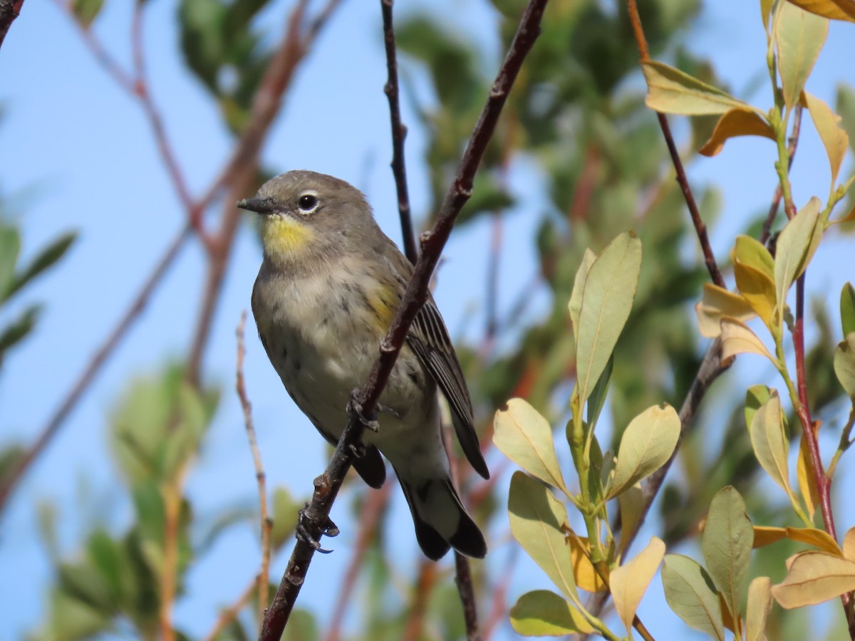 Yellow-rumped Warbler - ML623454905