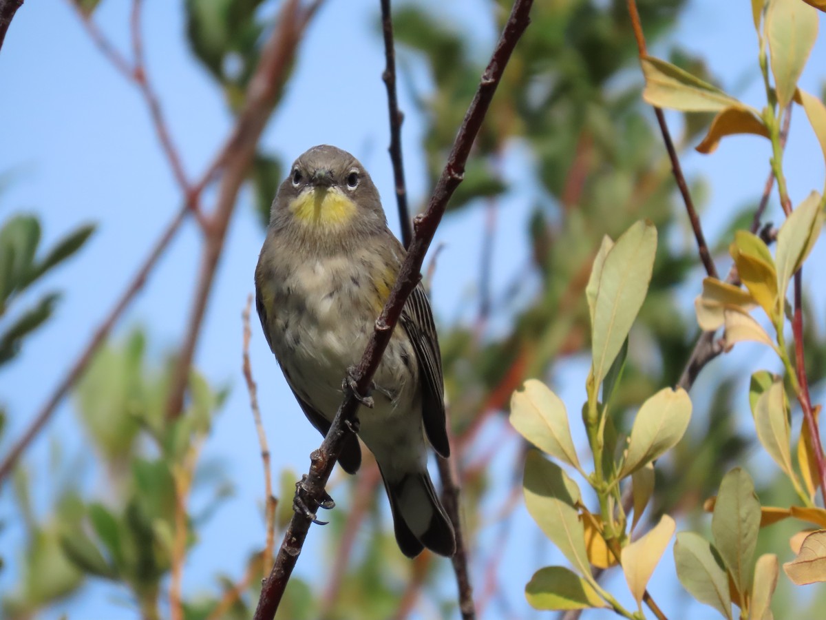 Yellow-rumped Warbler - ML623454906