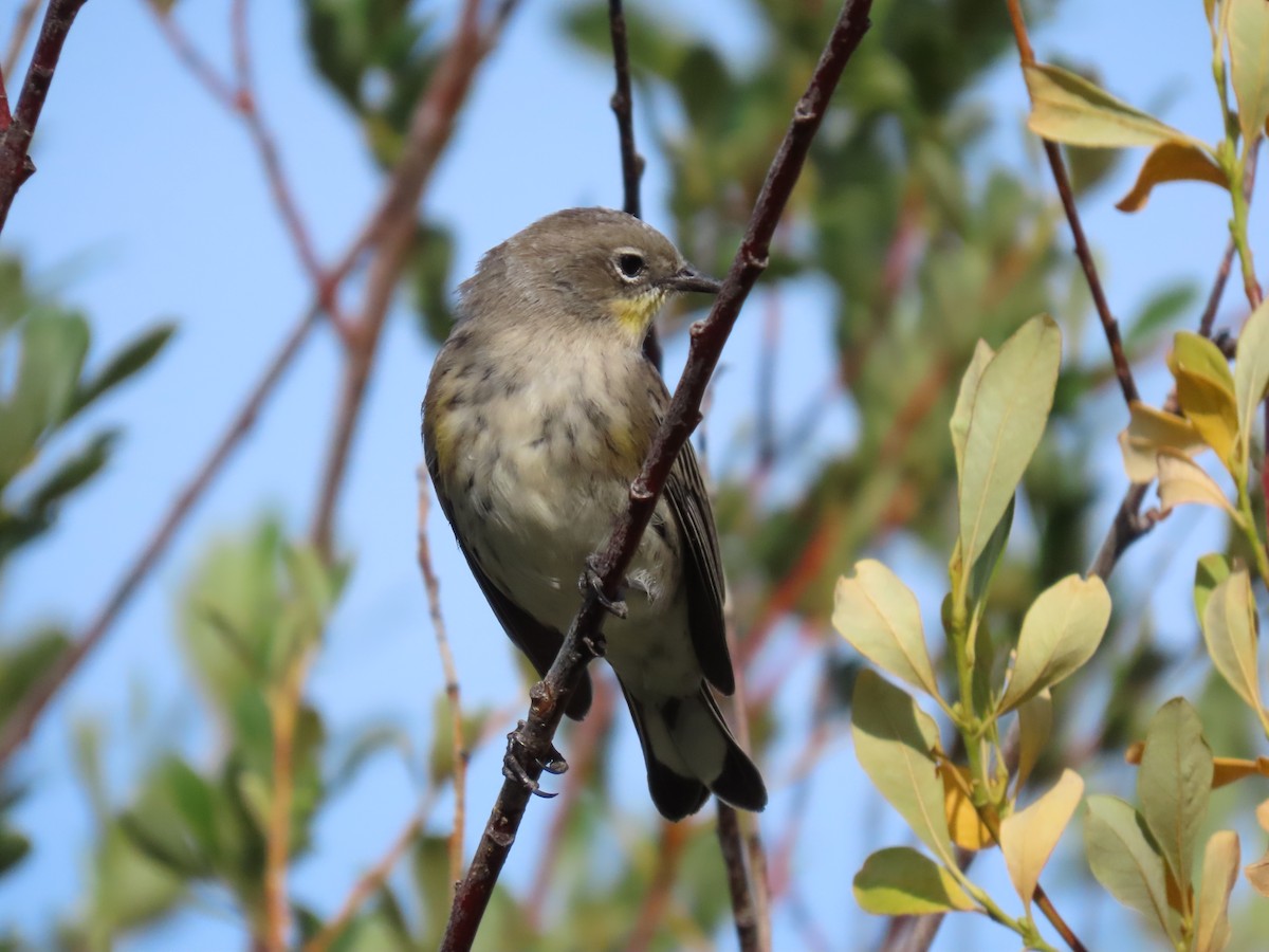 Yellow-rumped Warbler - ML623454907