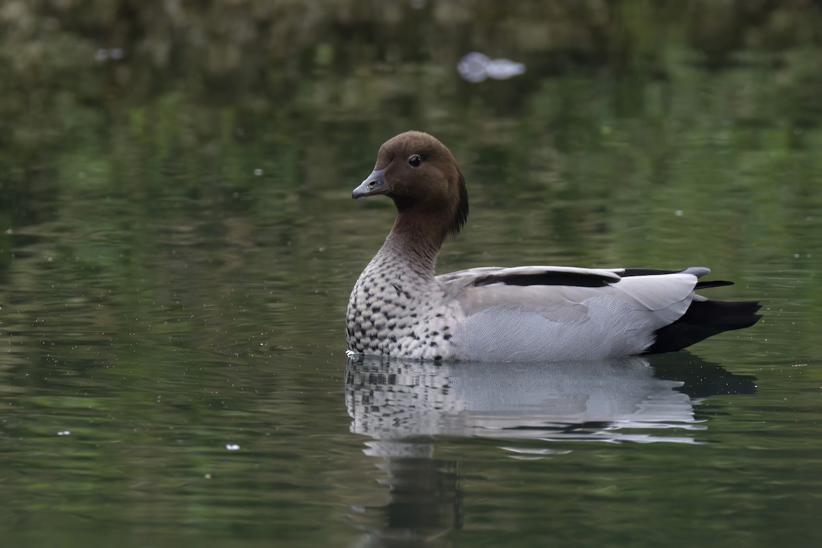 Maned Duck - ML623454919