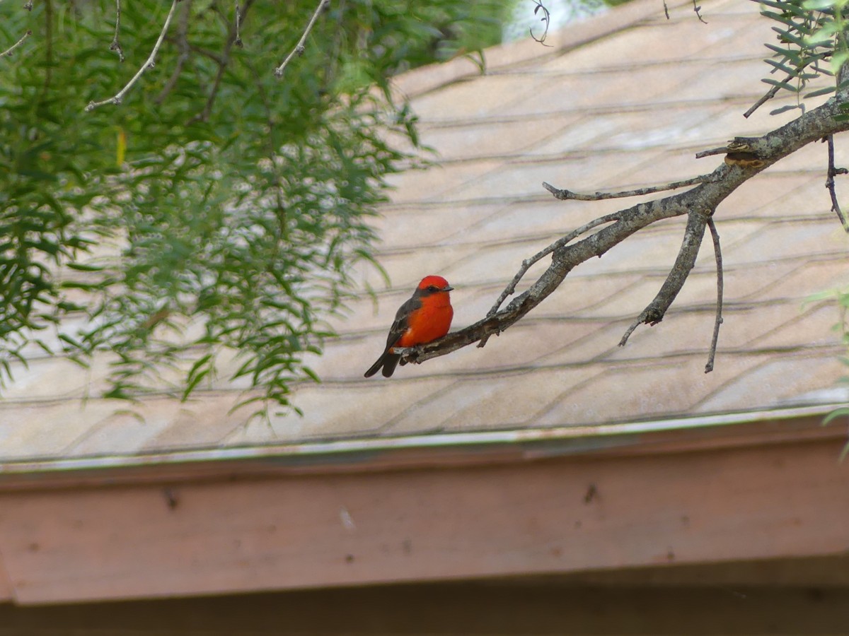 Vermilion Flycatcher - ML623454986