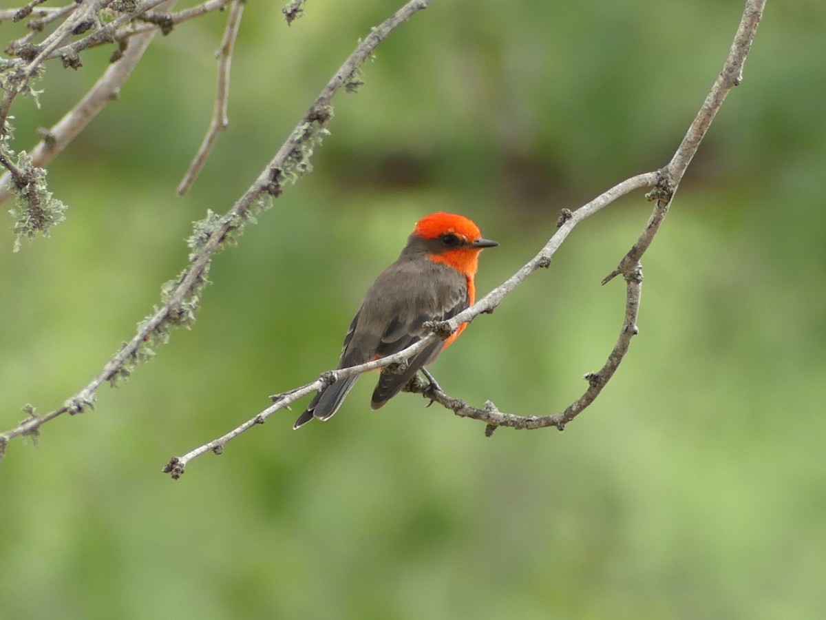 Vermilion Flycatcher - ML623454987