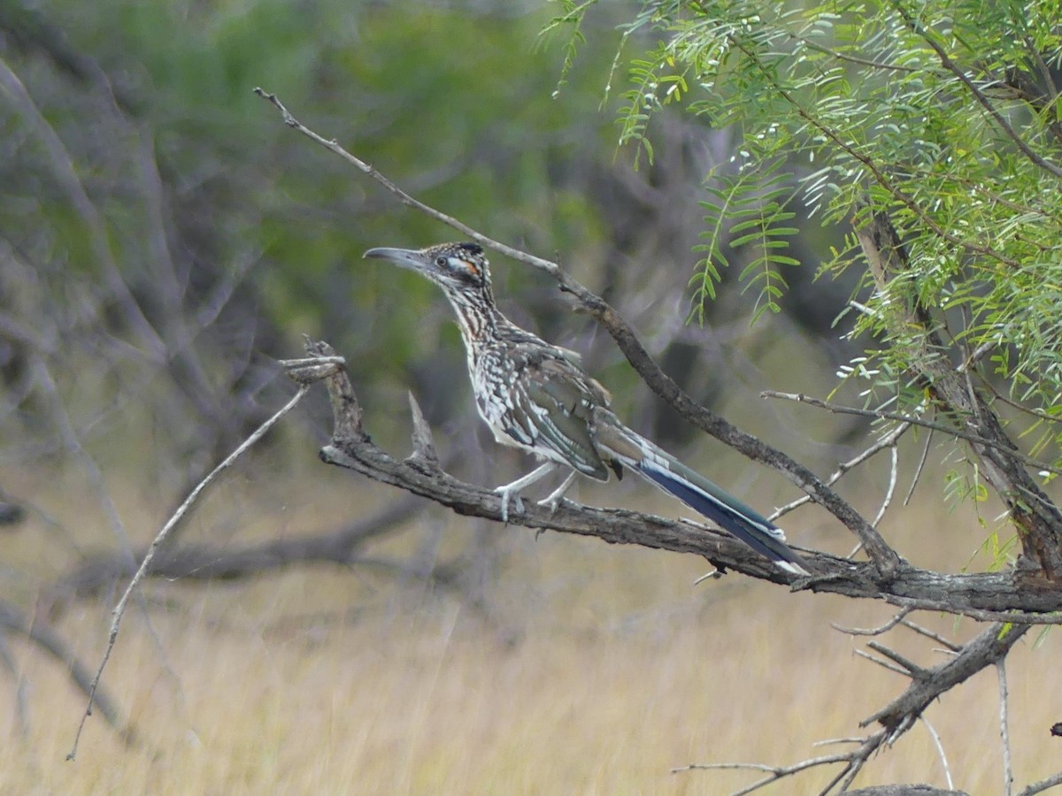 Greater Roadrunner - ML623455085