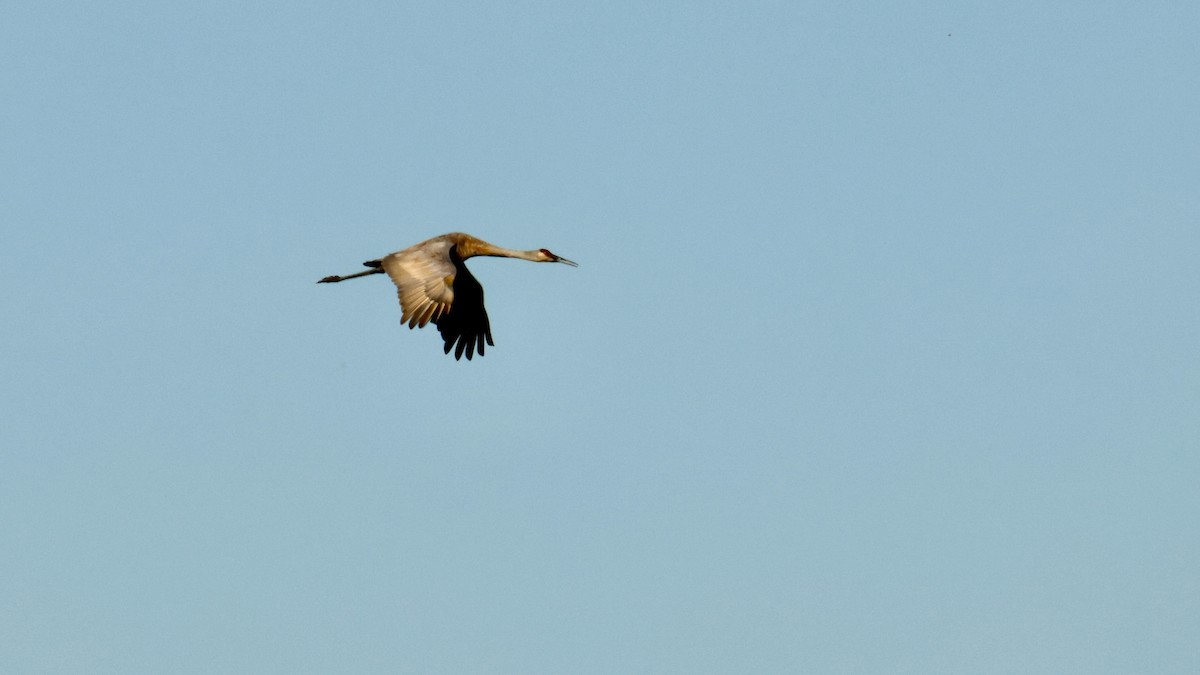 Sandhill Crane - ML623455096