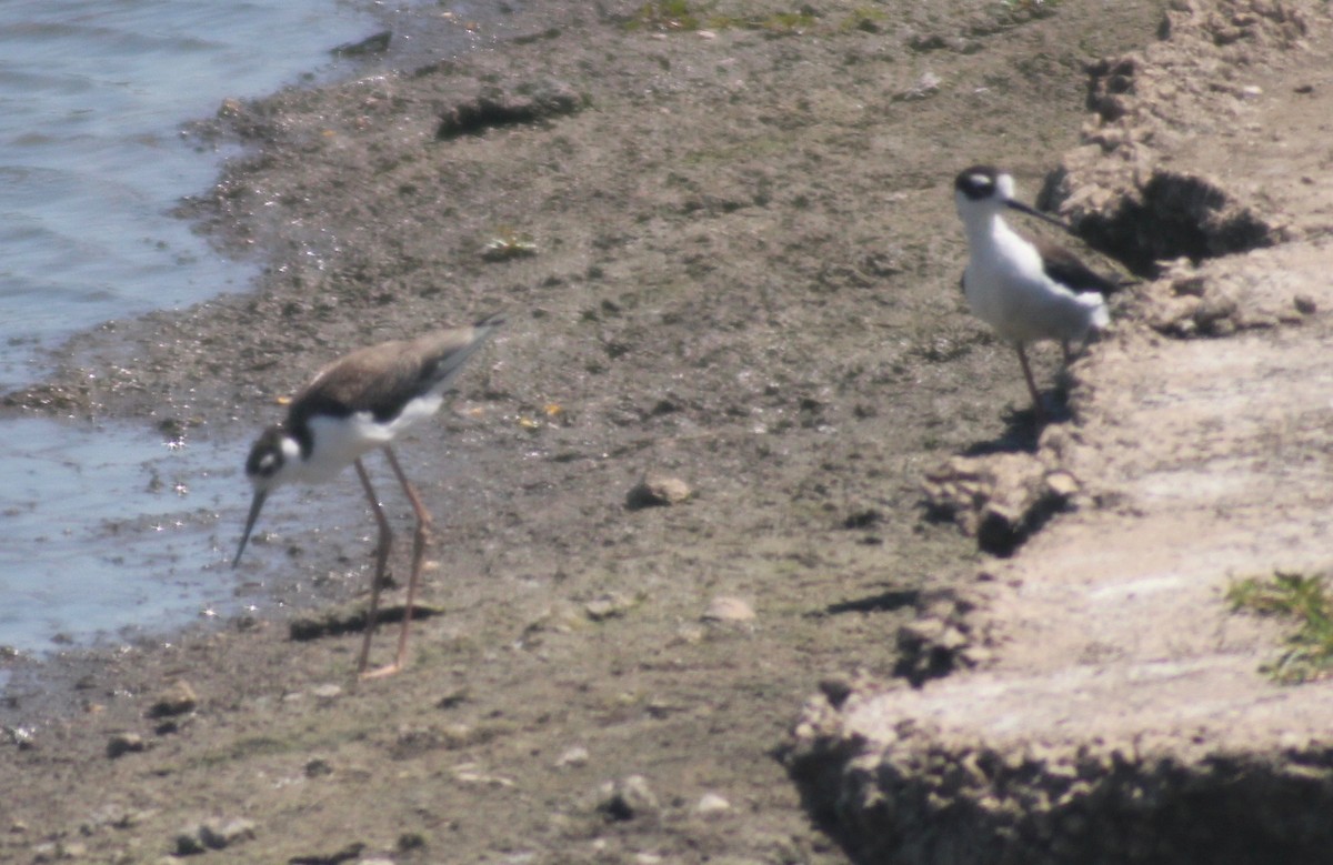 Black-necked Stilt - David Brotherton, cc