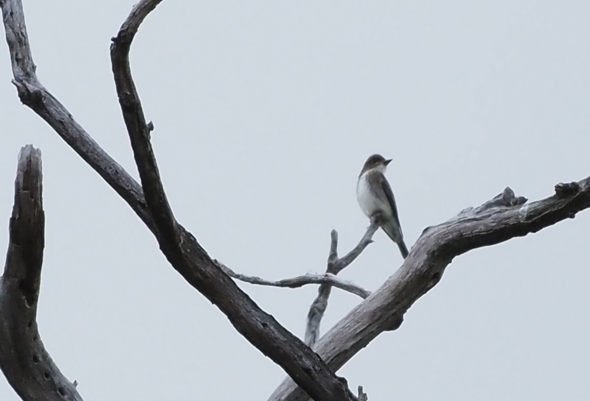 Olive-sided Flycatcher - ML623455158