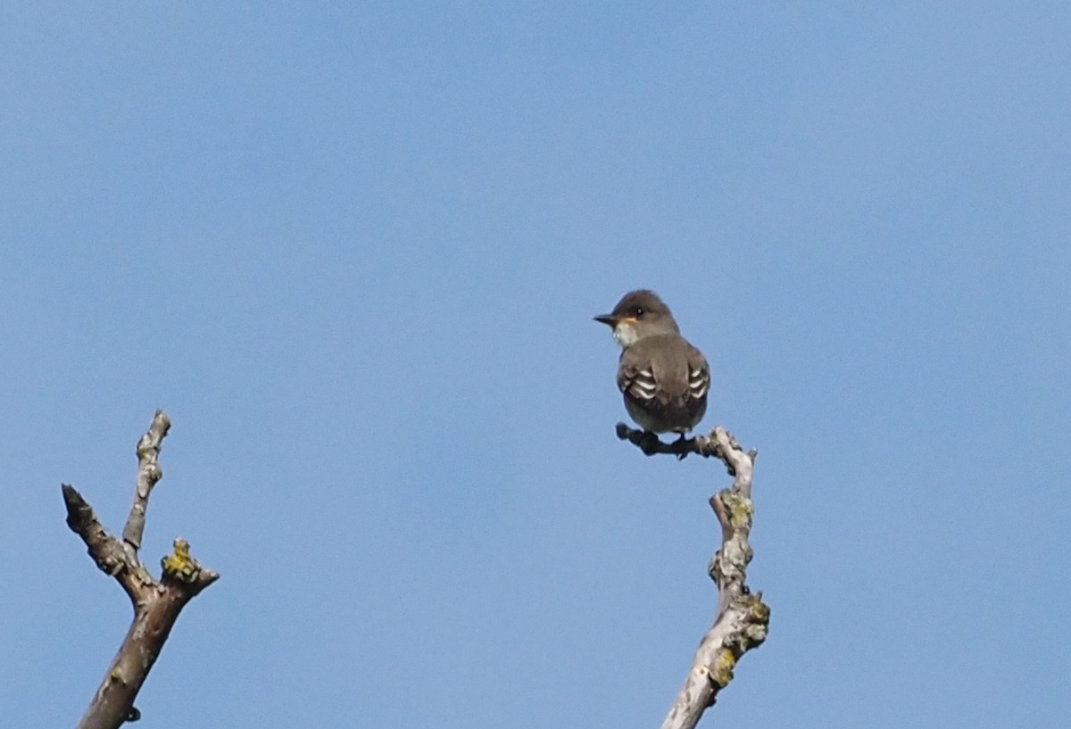 Olive-sided Flycatcher - ML623455159