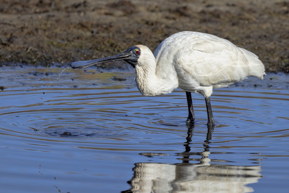 Royal Spoonbill - ML623455197