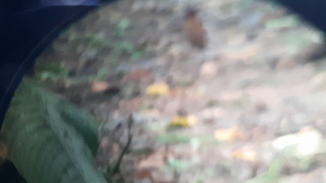 Black-crowned Antpitta - ML623455206