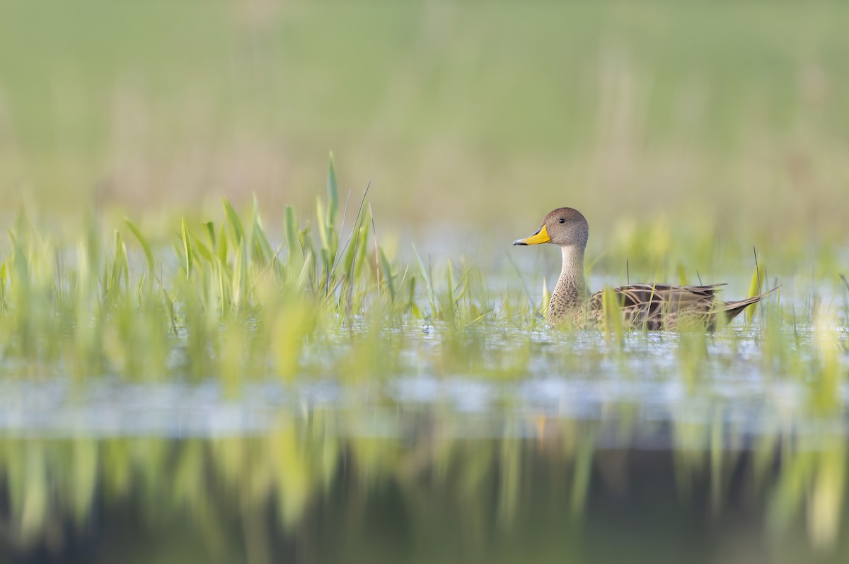 Yellow-billed Pintail - ML623455211