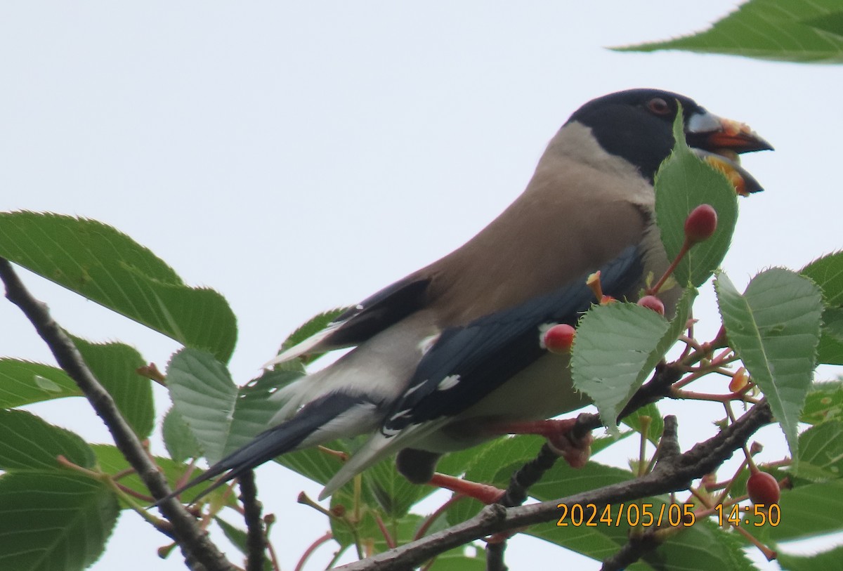 Yellow-billed Grosbeak - Joseph Hu