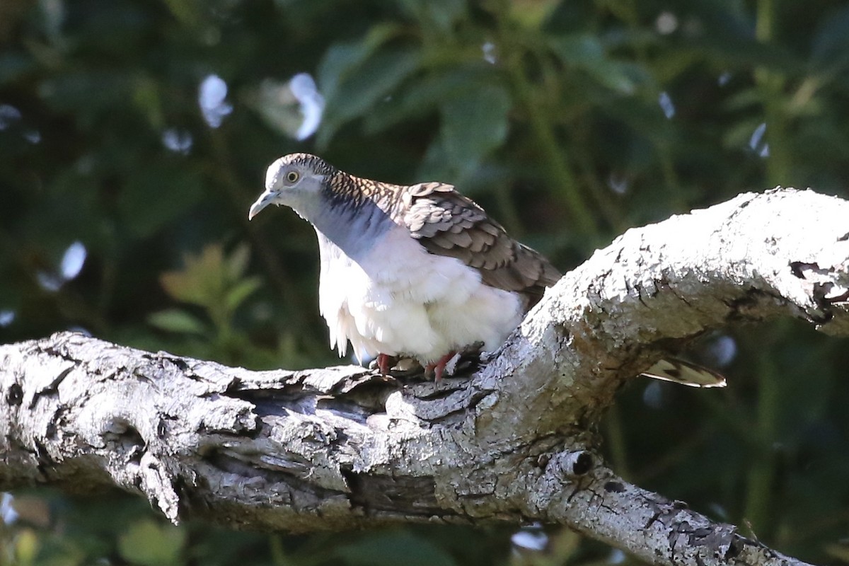 Bar-shouldered Dove - ML623455237