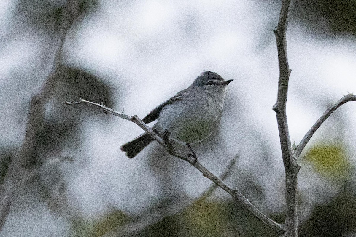 White-crested Tyrannulet (White-bellied) - ML623455253