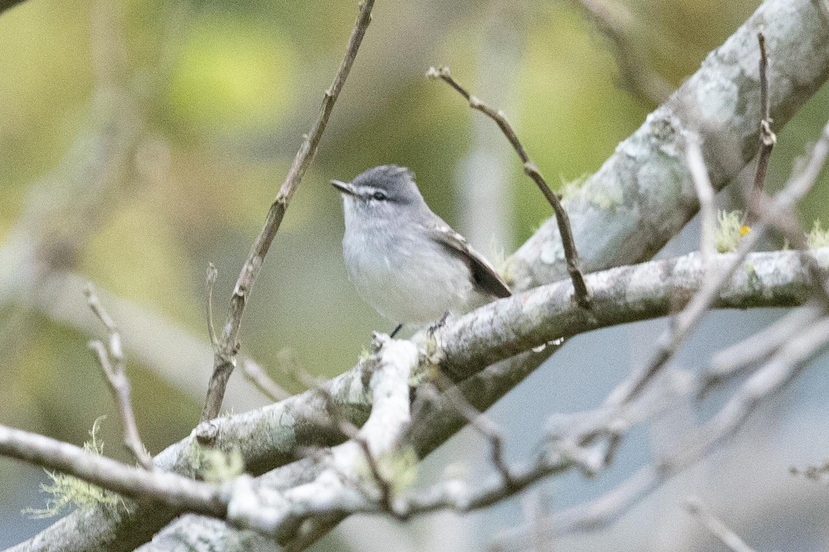 White-crested Tyrannulet (White-bellied) - ML623455254