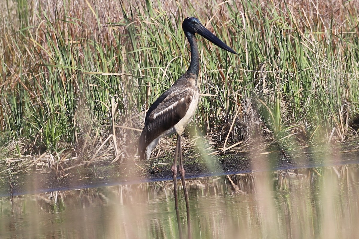 Black-necked Stork - ML623455265