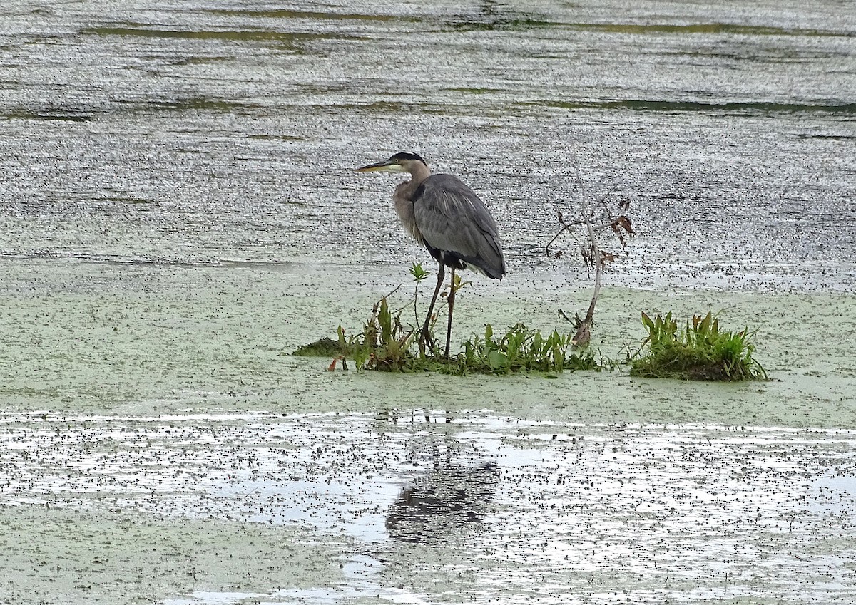 Great Blue Heron - ML623455336