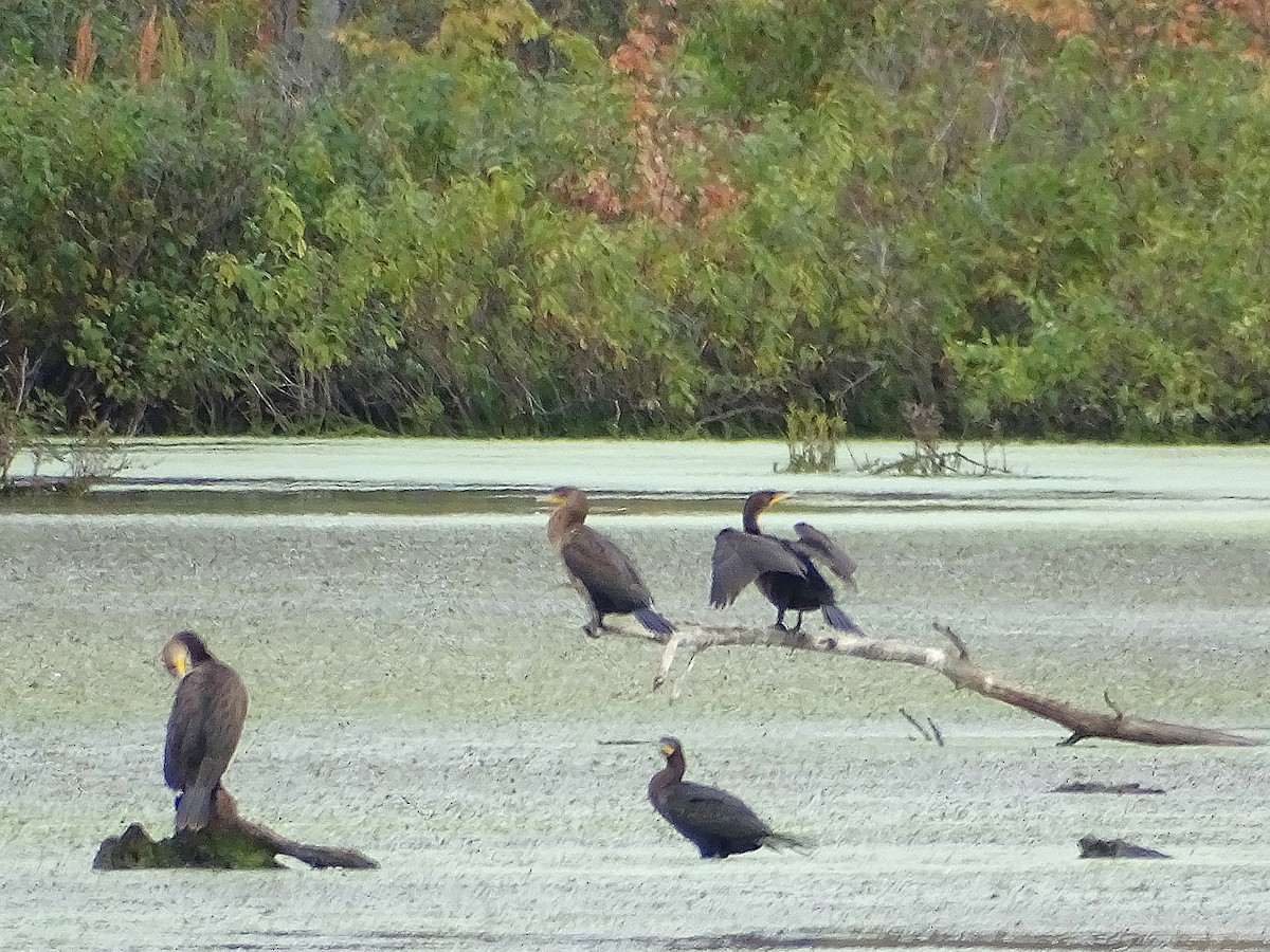 Double-crested Cormorant - ML623455347