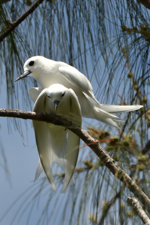 Charrán Blanco - ML623455371