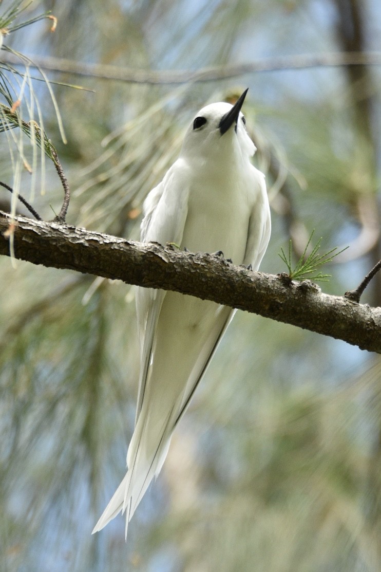 Charrán Blanco - ML623455372