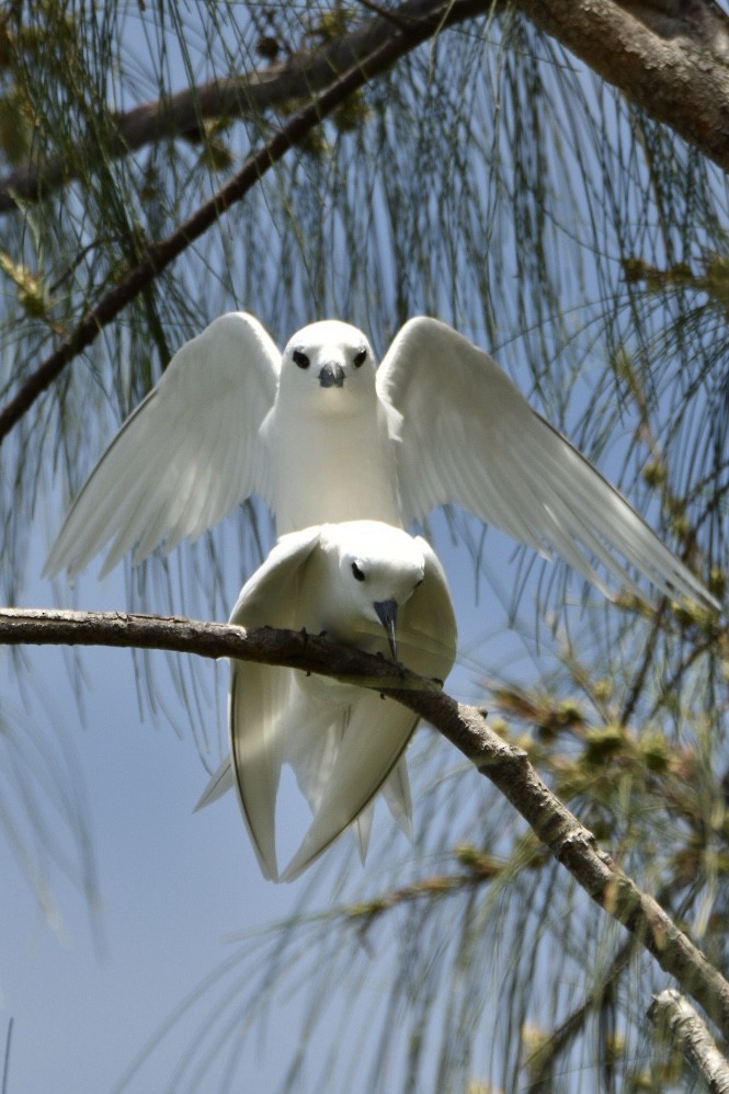 Charrán Blanco - ML623455373