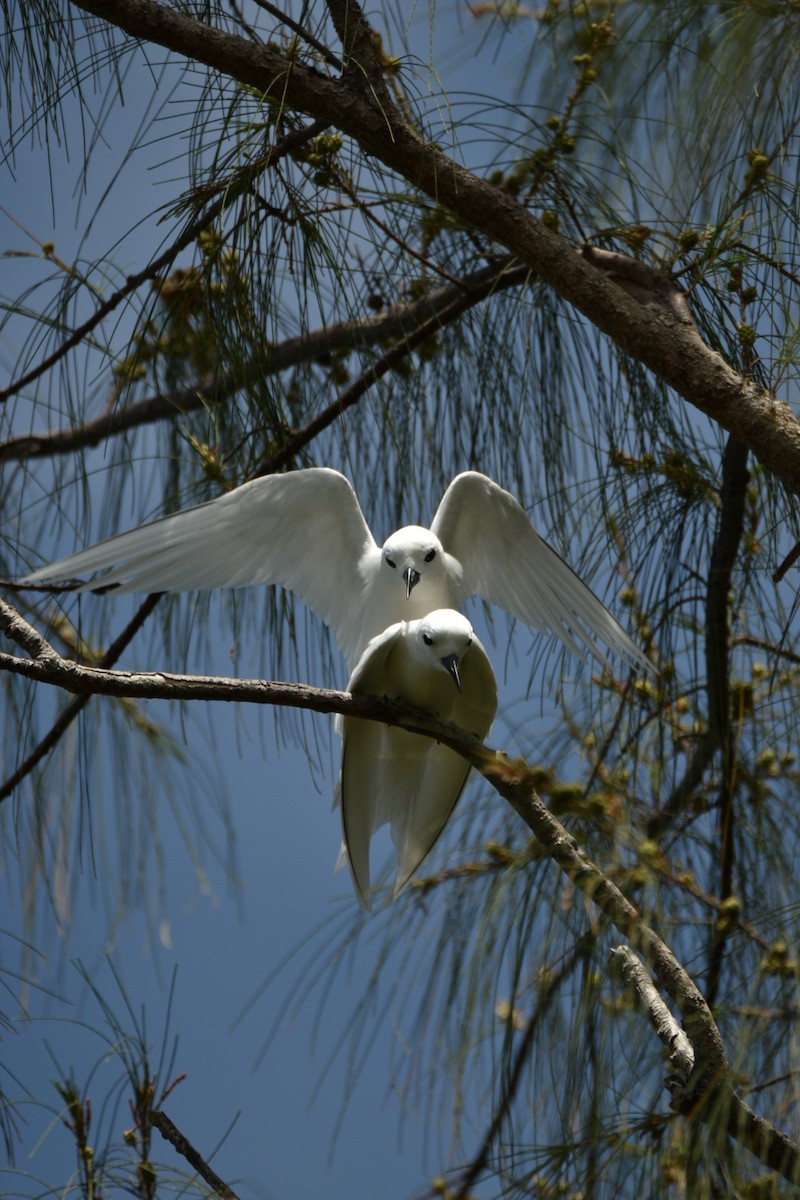 White Tern - ML623455374