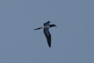 Brown Booby - ML623455380