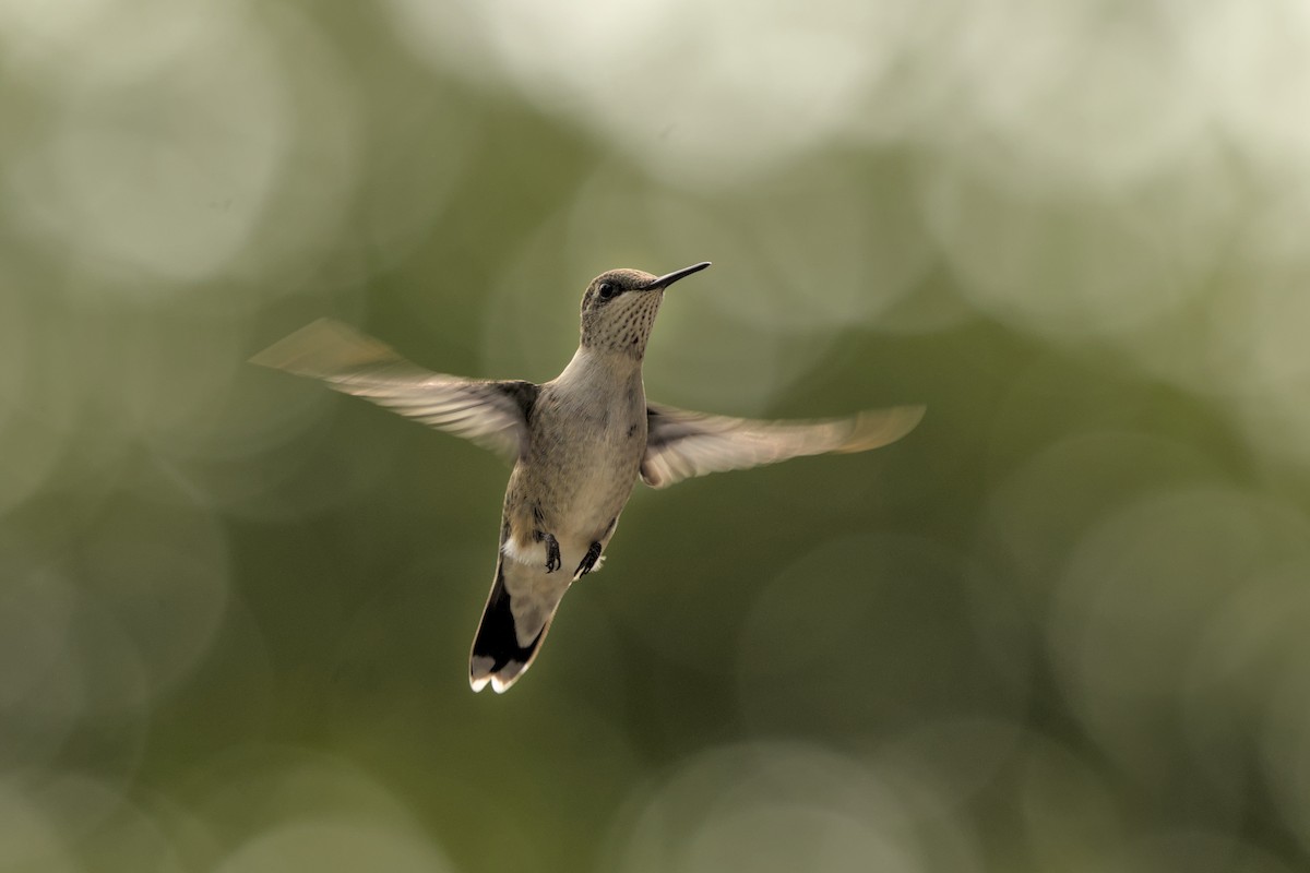 Ruby-throated Hummingbird - ML623455398