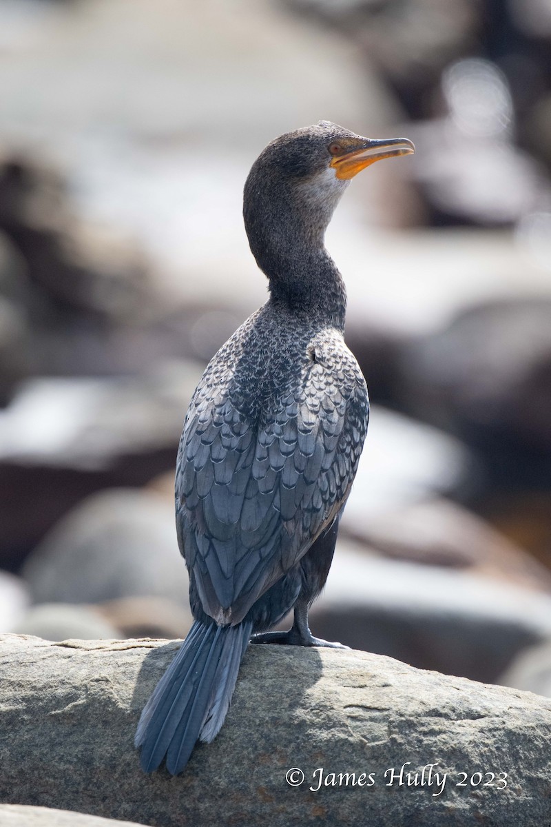 Crowned Cormorant - ML623455425