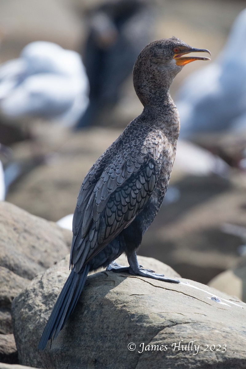 Crowned Cormorant - ML623455426