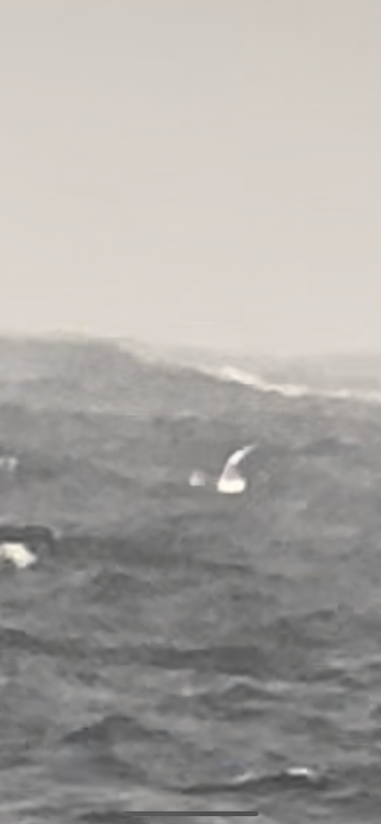 鷗亞科 - ML623455432