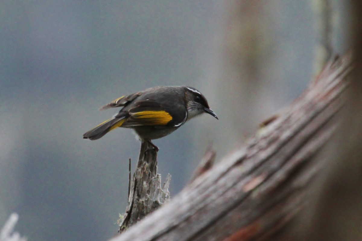 Crescent Honeyeater - ML623455468